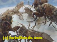 /home//u458753944/public_html/sourcegallery//////////////Insects and small critters/silliness/P1040995.JPG